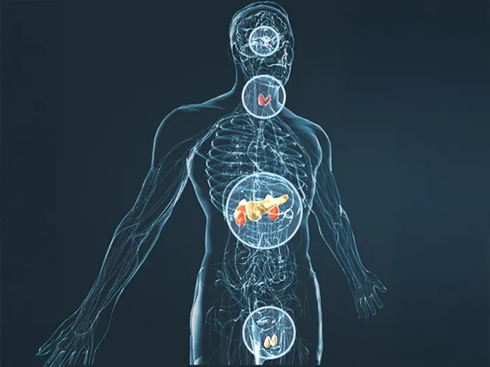 Illustration of the human body